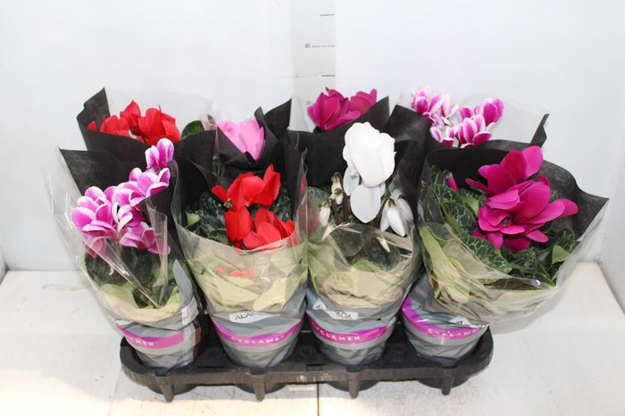 <h4>CYCLAMEN P14</h4>