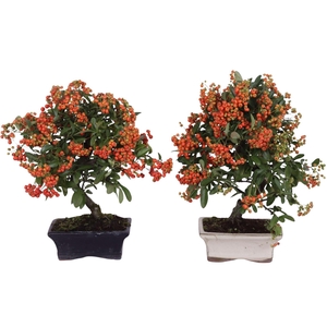 Bonsai   ...