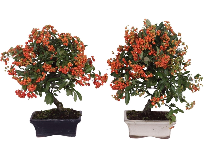 <h4>Bonsai   ...</h4>