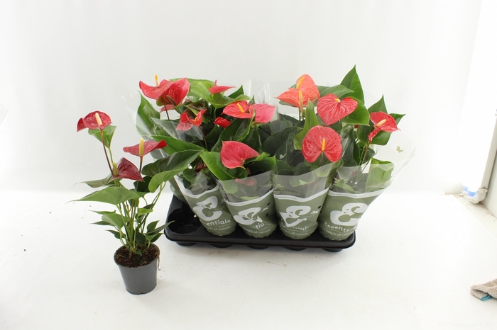 <h4>ANTHU AN GEM 4 KL</h4>