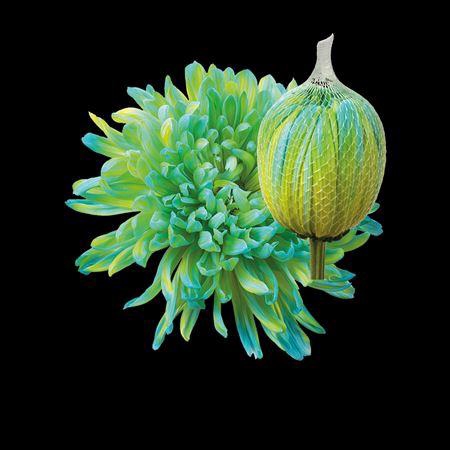 <h4>Chr G Antonov Double Mint</h4>