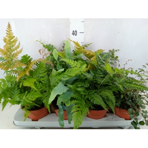 Ferns   ...mix