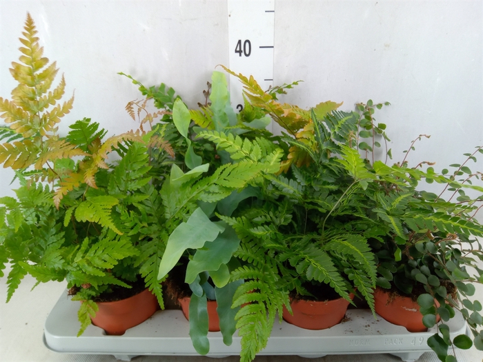 <h4>Ferns   ...mix</h4>