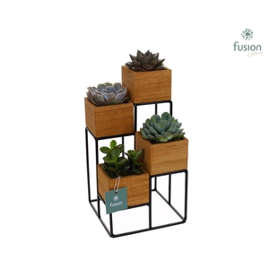 Tower hout met metaal met Succulenten
