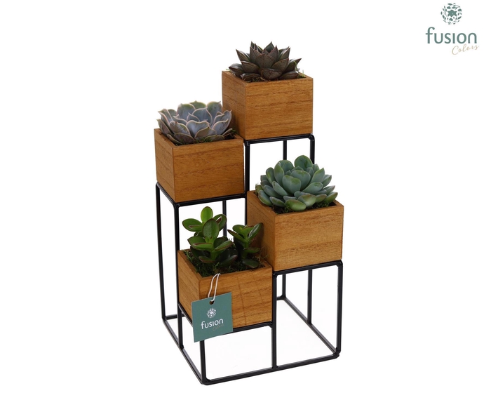 <h4>Tower hout met metaal met Succulenten</h4>