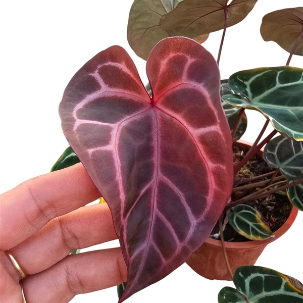 <h4>DocBlock Anthurium Michelle®'11' X Red Velvet Cake® '24'</h4>