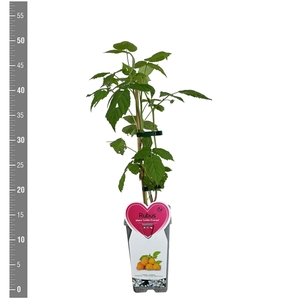 Kleinfruit Rubus i. Golden Everest zomer 2 liter (gele framboos)