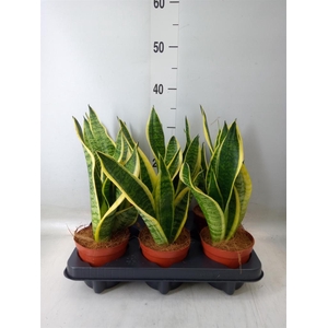 Sansevieria trifa. 'Futura Superba'