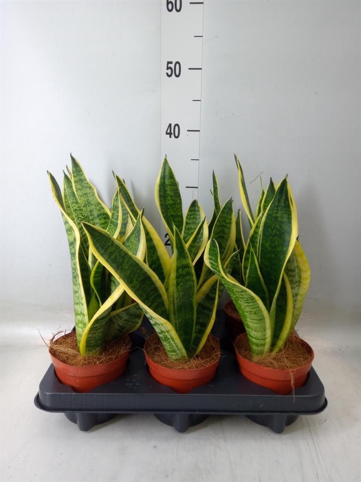 <h4>Sansevieria trifa. 'Futura Superba'</h4>