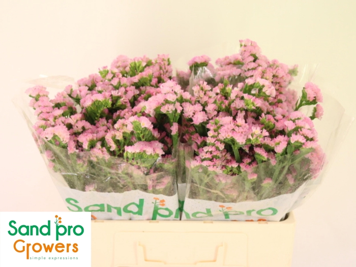 <h4>LIM S LUCIA PINK</h4>