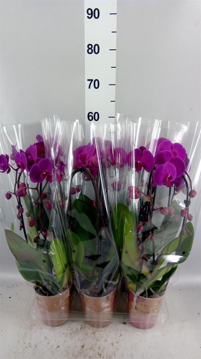 <h4>Phalaenopsis  'Elegant Cascade'</h4>