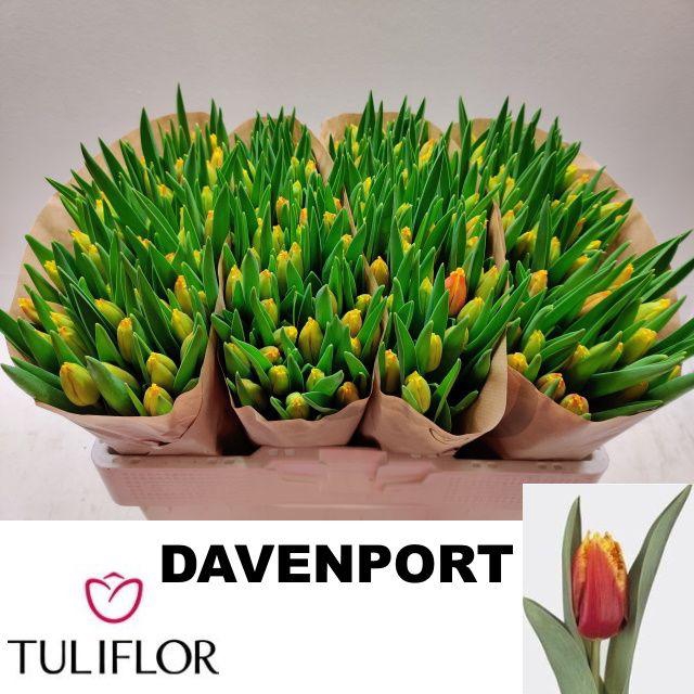<h4>TU FR DAVENPORT</h4>