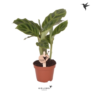 Kolibri Greens Calathea Freddie