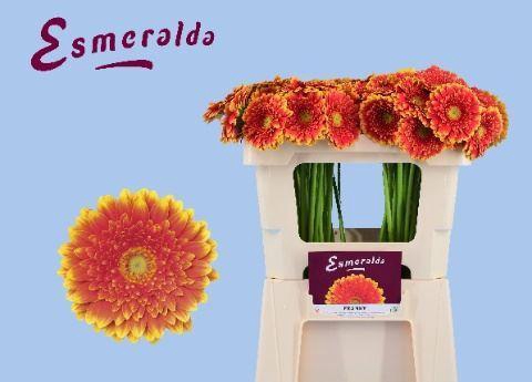 <h4>GERBERA MI 'FRANKY'</h4>
