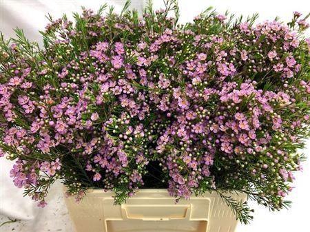 <h4>WAXFLOWER WENDY ROSE 30 GR.</h4>