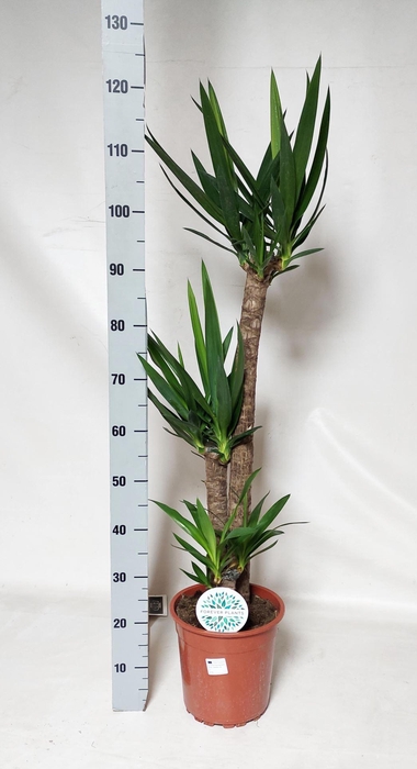 <h4>Yucca</h4>