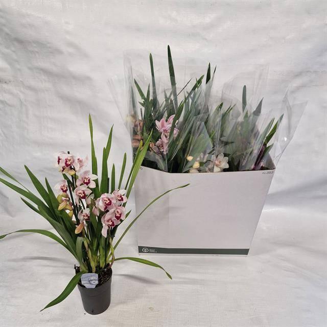 <h4>CYMB GEMENGD</h4>