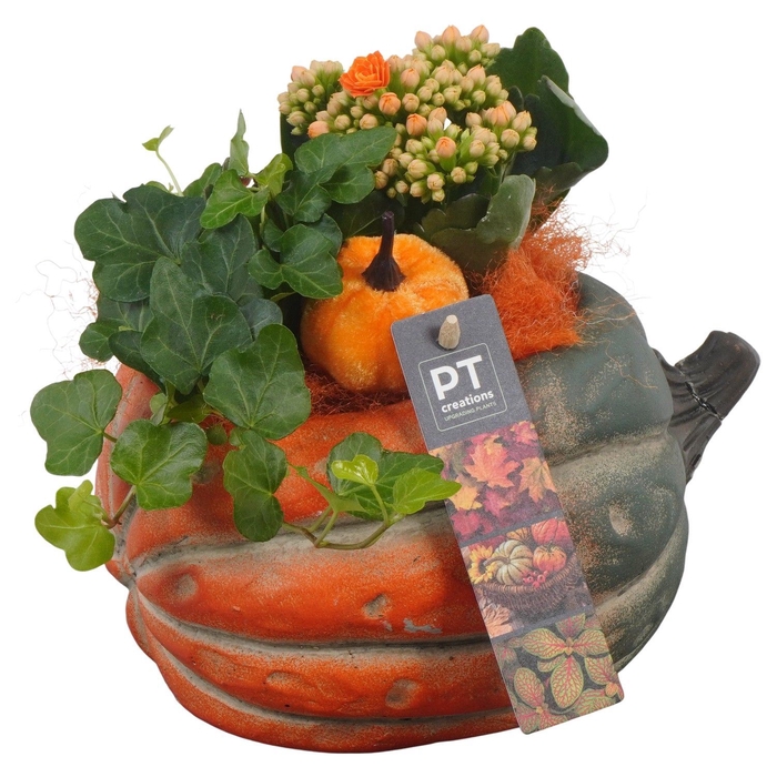 <h4>Arr.   Planten L%</h4>