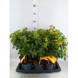 Lantana camara 'Simon Orange'