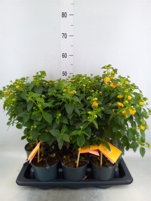 <h4>Lantana camara 'Simon Orange'</h4>