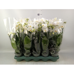 Phalaenopsis multi.   ...white