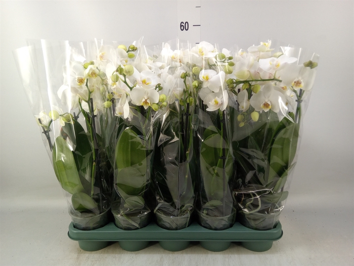 <h4>Phalaenopsis multi.   ...white</h4>