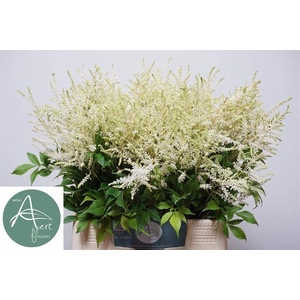 Astilbe Washington Aert