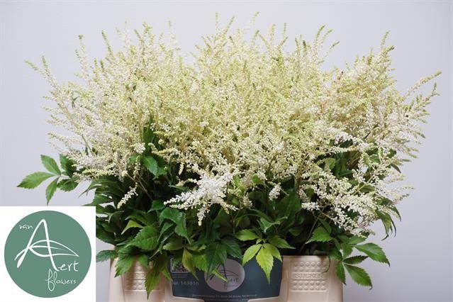 <h4>Astilbe Washington Aert</h4>