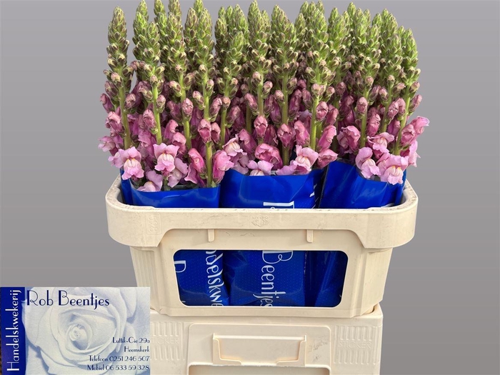 <h4>Antir Potomac Lavender</h4>