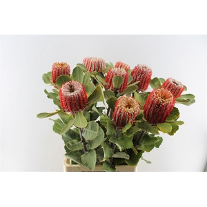 Banksia Coccinea