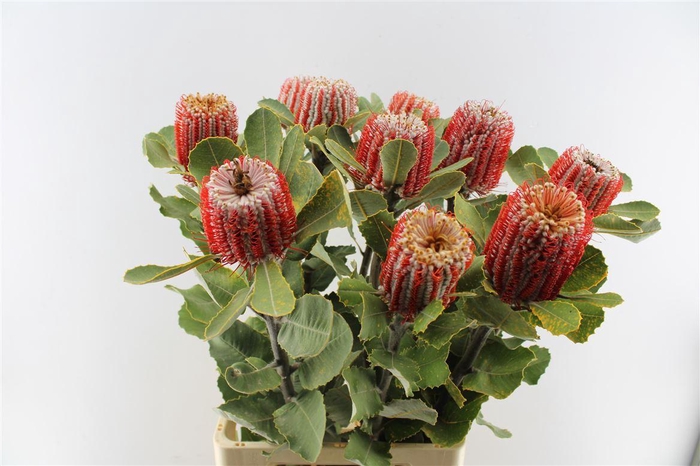 <h4>Banksia Coccinea</h4>