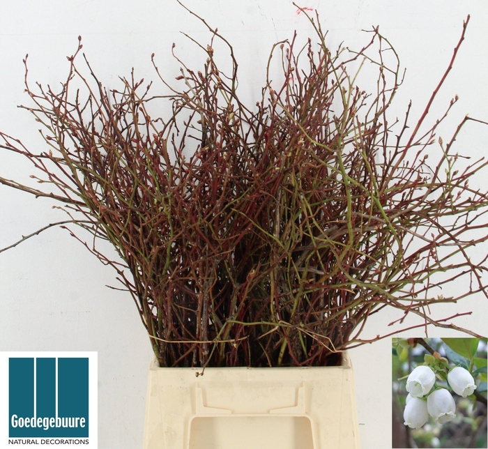 <h4>VACC CORYMBOSUM</h4>