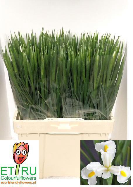 <h4>IRIS WHITE MAGIC</h4>