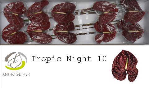 <h4>ANTH A TROPIC NIGHT 10</h4>