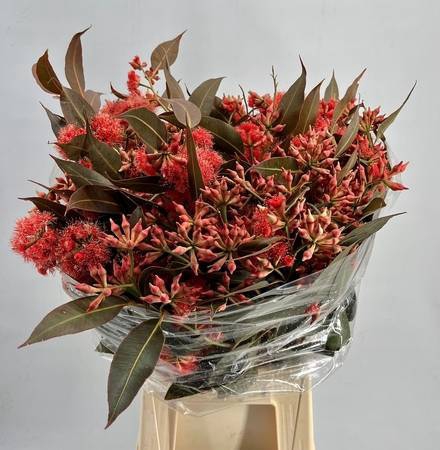 <h4>Euc. Robusta Flowers Absorbed Red</h4>