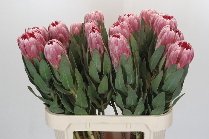 Protea Carnival