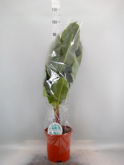 <h4>Musa  'Dwarf Cavendish'</h4>