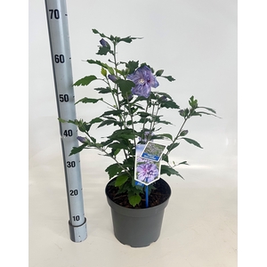 HIBISCUS SYRIACUS