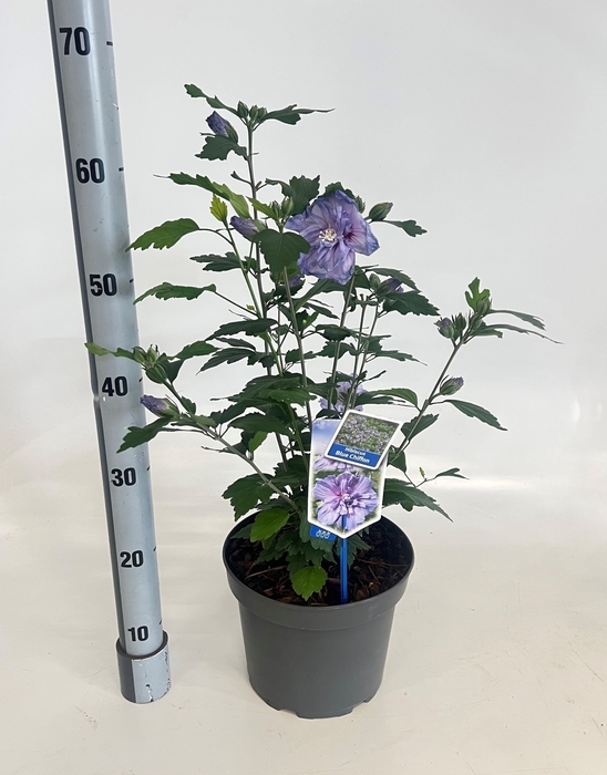 <h4>HIBISCUS SYRIACUS</h4>