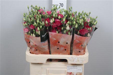 <h4>Eus G Rosi Red Ex</h4>