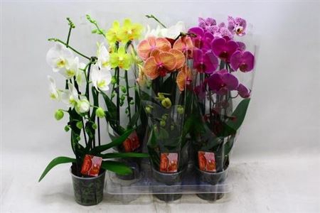 arr8 Phal El Cascade