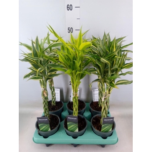 Dracaena sand.   ...mix 3