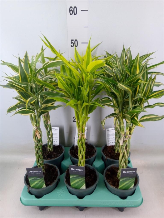 <h4>Dracaena sand.   ...mix 3</h4>