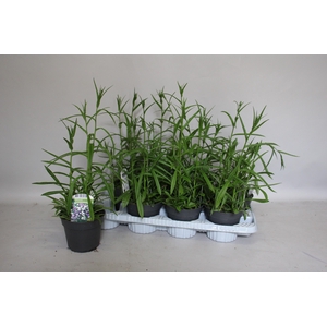 Campanula pers. Grandiflora