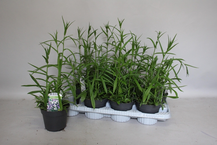 <h4>Campanula pers. Grandiflora</h4>