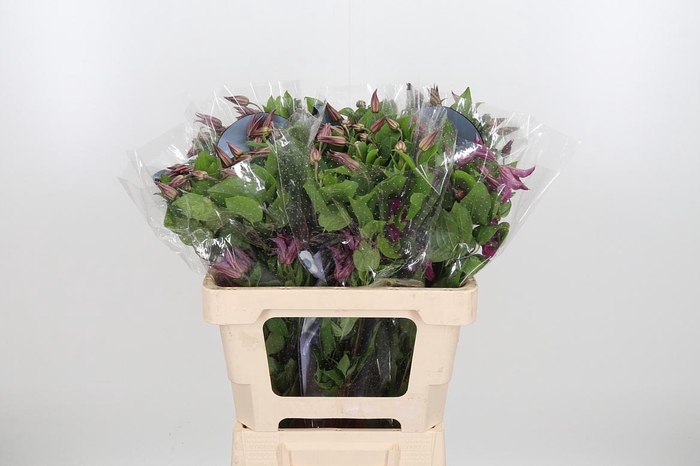 <h4>Clem Amazing Kyiv</h4>