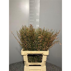 Genista Col Orange 200gr