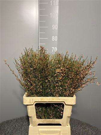 <h4>Genista Col Orange 200gr</h4>