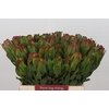 Leucadendron Laurel Yellow