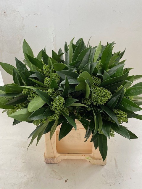 <h4>SKIM C KEW GREEN BS</h4>